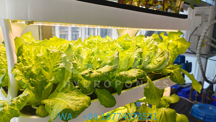 Farming Agriculture Machine - c Agriculture Machine to Growing VegetableLettuce