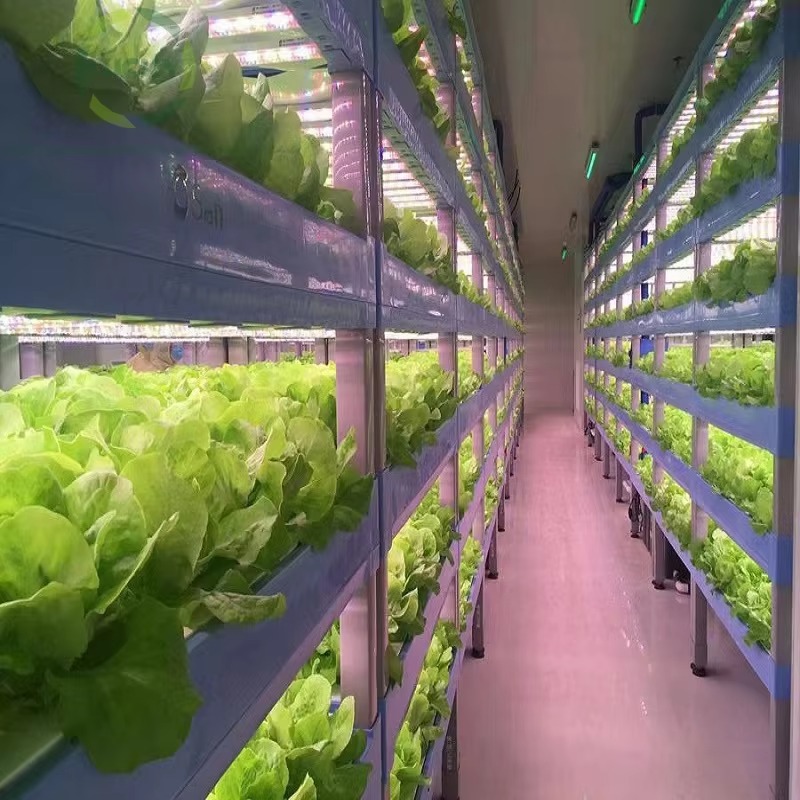 Custom Agricultural Greenhouse – Agriculture Vertical Farming recenzja i cena