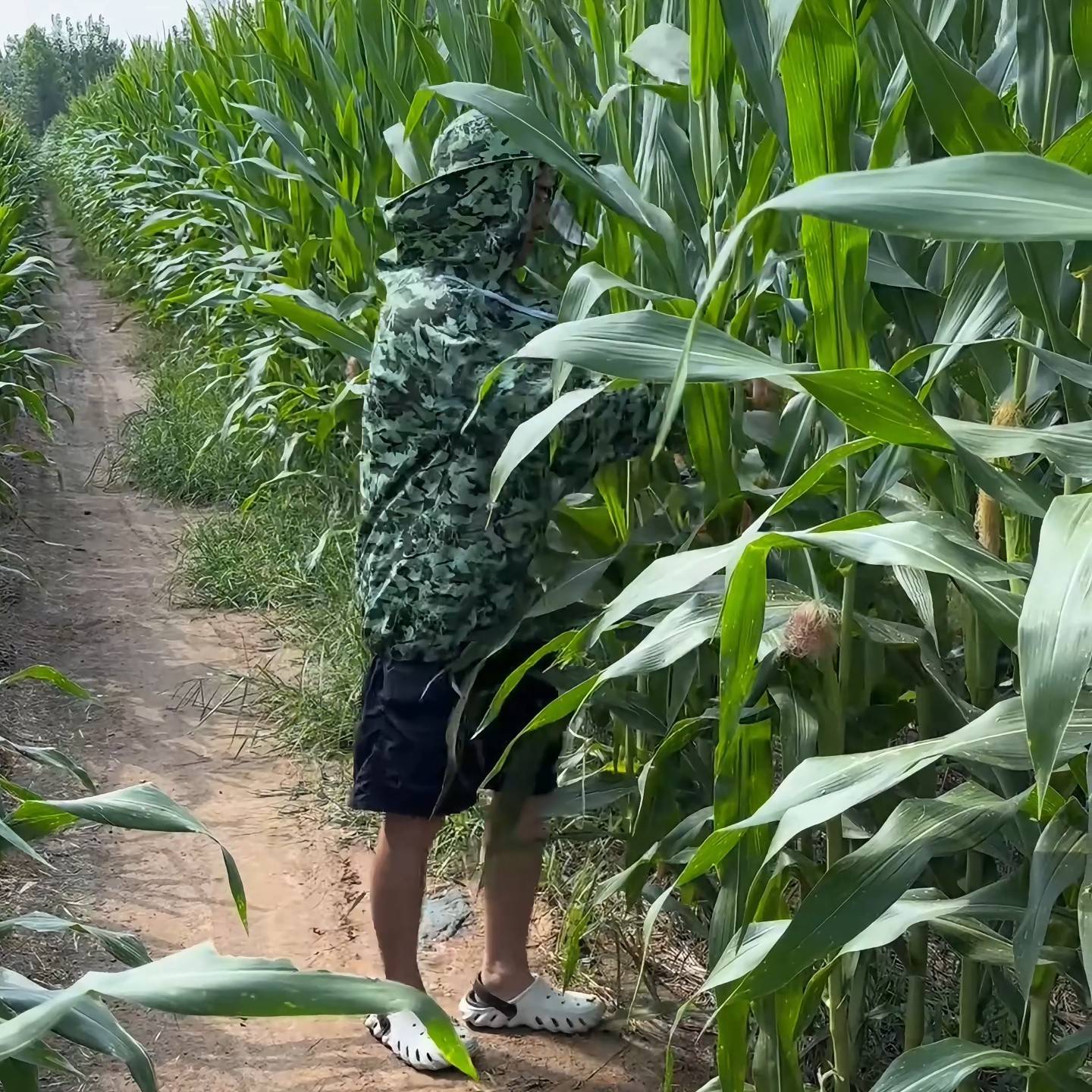 Breathable Corn Harvesting Hat – Agriculture Farming Hats recenzja i cena